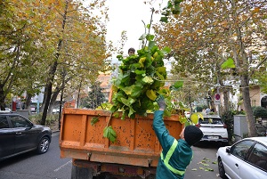 بازپیرایی پاییزی فضاهای سبز منطقه یک تهران
